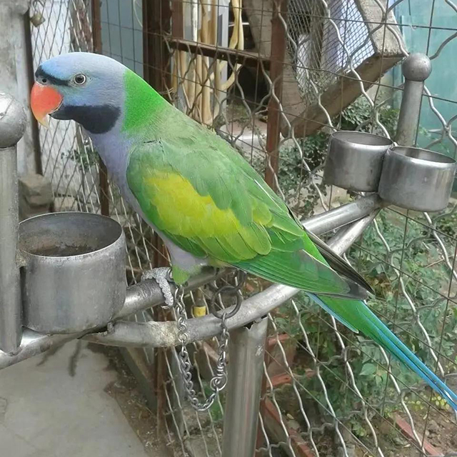 鸚鵡養(yǎng)殖展示